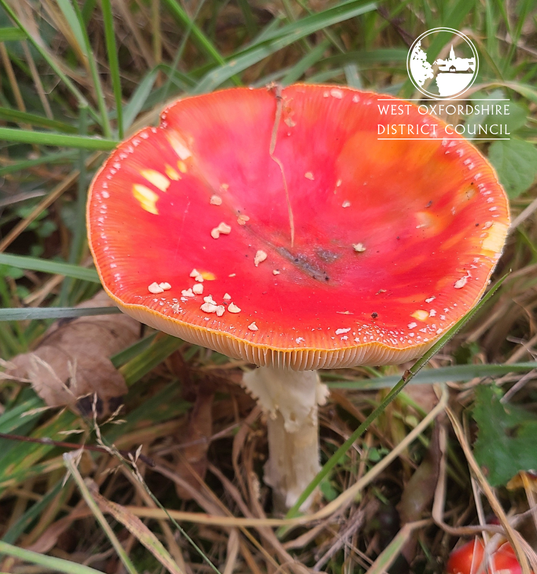 Toadstool